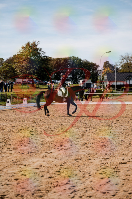 2026_10_03_Siefer-Hof_133509_Z63_94253649 | Professionelle Reitsport-, Turnier- und Eventfotografie von Robert Broda. Galerien mit ausgewählten und bearbeiteten Bildern direkt online ansehen und bestellen.