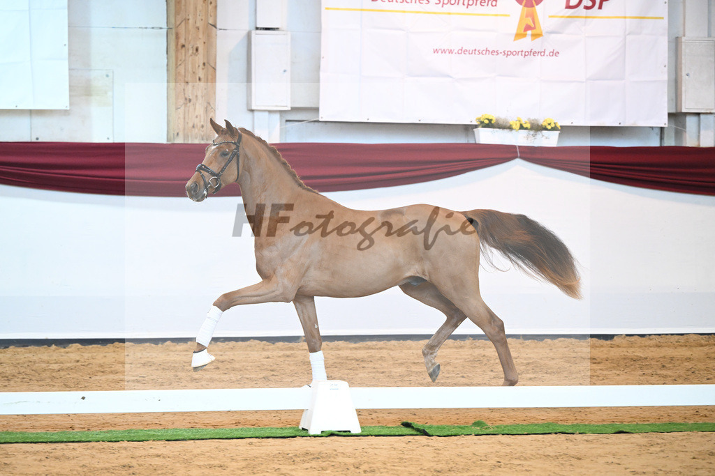 Kat-Nr. 52 v. Vaderland_Galneder_66220751 | hf-fotografie - Realisiert mit Pictrs.com