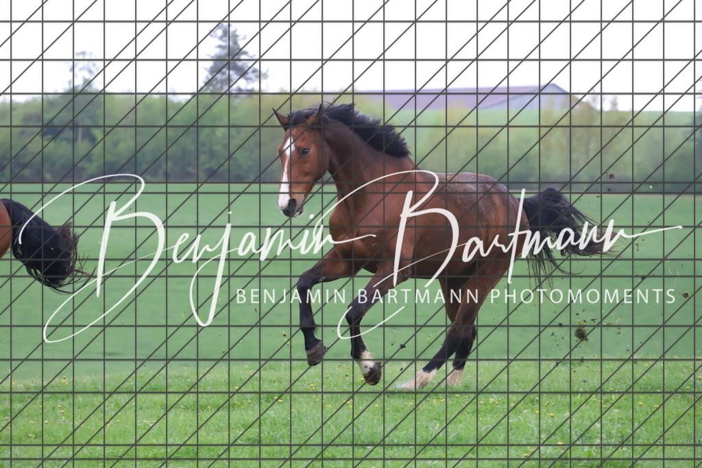 IMG_4283 | Benjamin Bartmann Photomoments