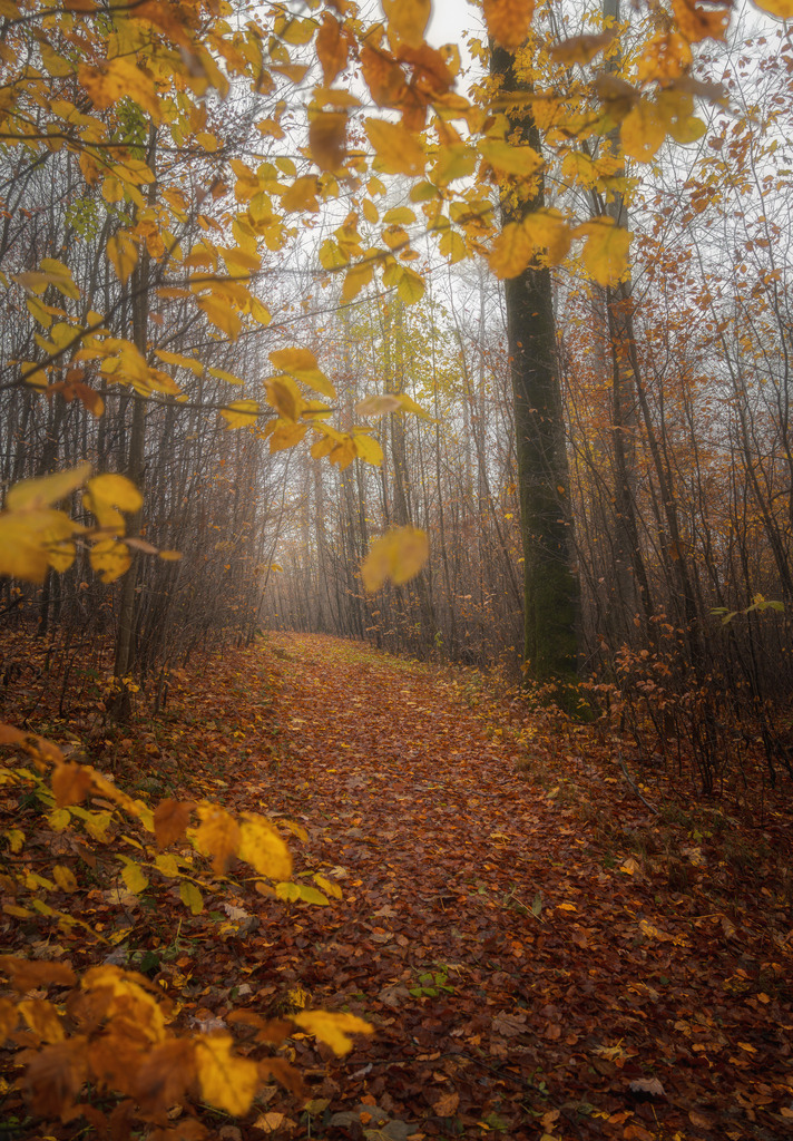 Mitten im Herbst | Herbst im Wald mit Nebel - Realisiert mit Pictrs.com