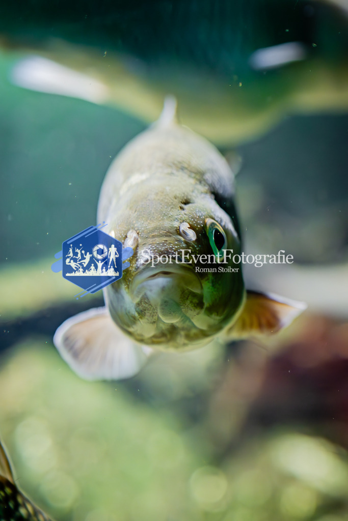 IMG_7638 | SportEventFotografie - Roman Stoiber