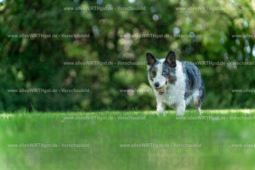 Hundeschwimmen_Volksbad_2026-allesWIRTHgut_Tierfotografie-2609061323-7R500726 | Professionelle Tierfotografie in Mönchengladbach von Daniel Wirth (allesWIRTHgut). Liebevolle & natürliche Bilder von Hunden & Katzen für unvergessliche Erinnerungen.