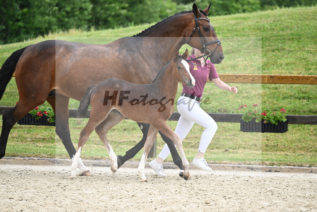 Kat-Nr. 31 SF Quel Homme de Hus_Goetz_17231488 | hf-fotografie - Realisiert mit Pictrs.com