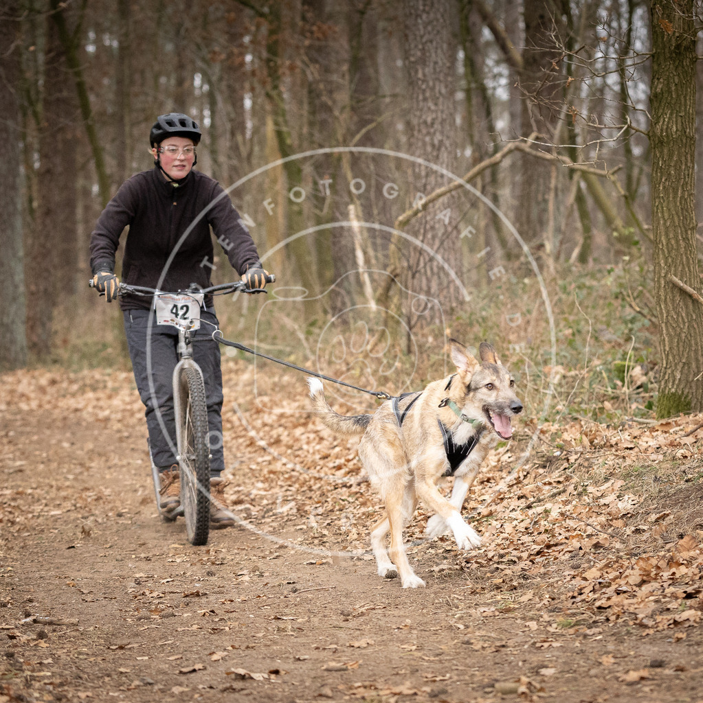 Pfotenfotografie_DV3A6961 | Hundefotografie, Tierfotograf, Pfotenfotografie, Fotoshooting Hund, Hunde Portrait, Hundesport, Hundeportraits, Heideshooting, Hunde, Sportfotograf, Hundefotograf, Turnierhundsport, THS,  - Realisiert mit Pictrs.com