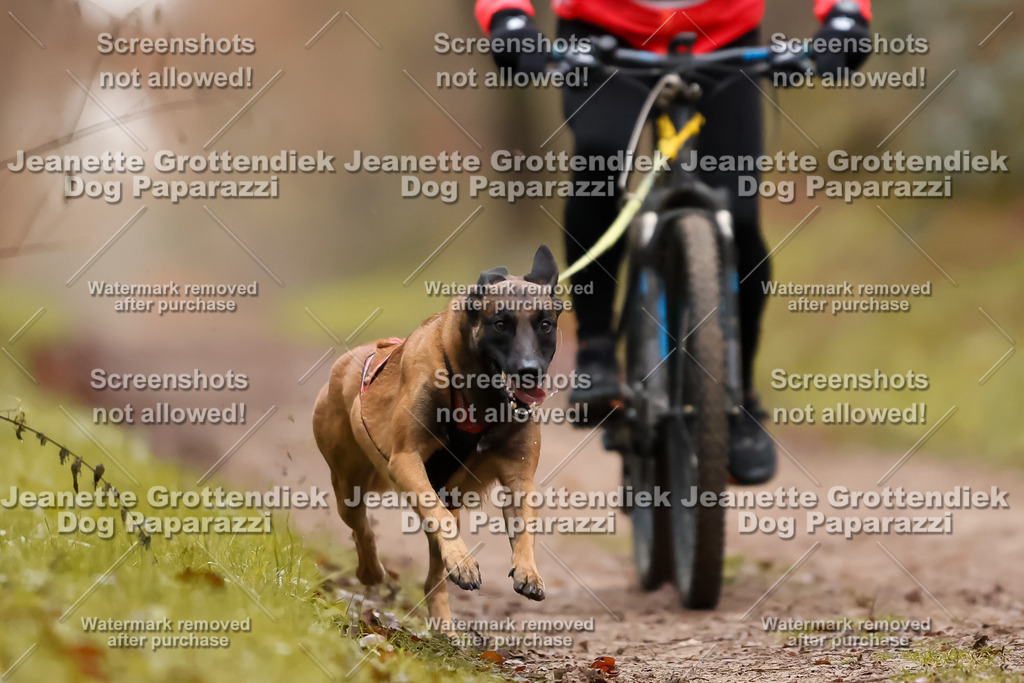 Dog Paparazzi - Speedhunter Mannheim  2025-38 | Dog Paparazzi Jeanette Grottendiek Fotografie & Videografie
