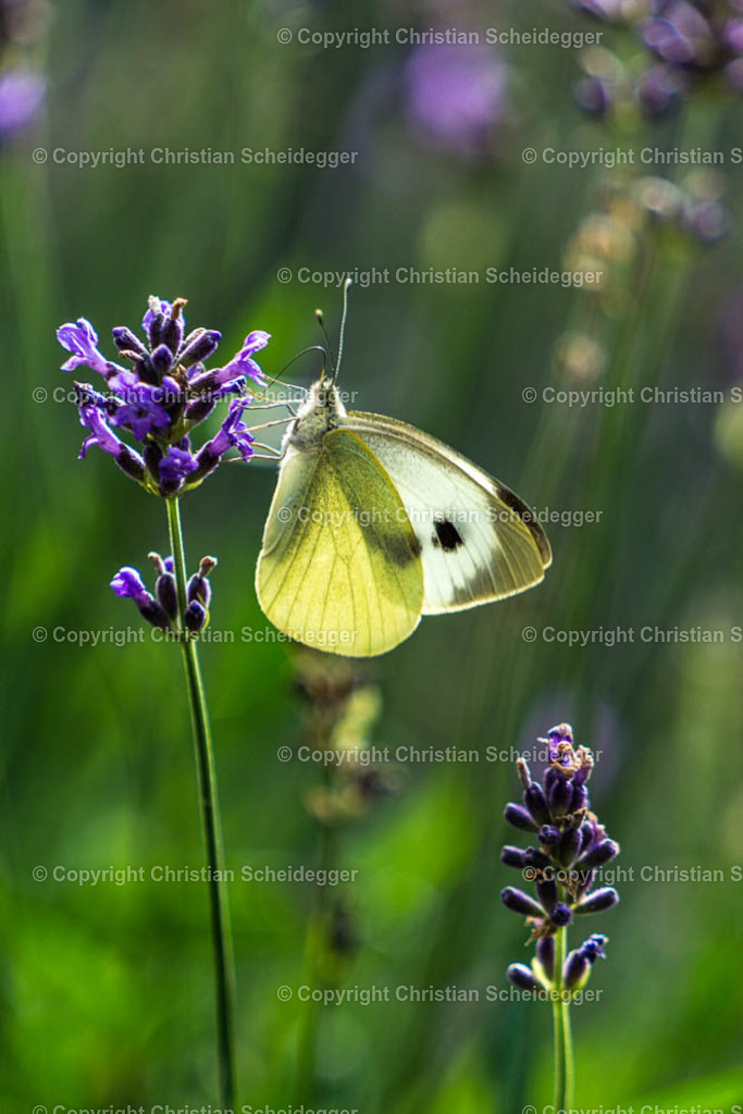 PICTR-_DSC2407-Verbessert | Schöne Fotoprints und andere Fotobilderprodukte, frei konfigurierbar - Realisiert mit Pictrs.com