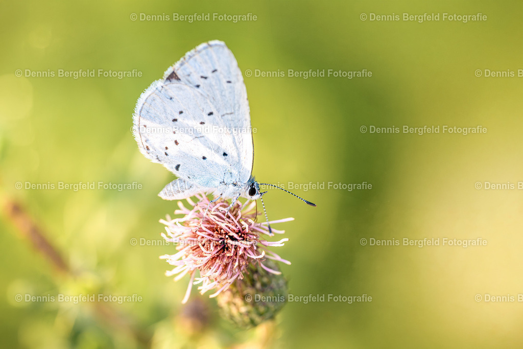 Schmetterling 12 | Entdecken Sie Natur, Makro und Tierfotografie von Dennis Bergfeld.Besondere Momente und Details der Natur, hochwertig als Foto und Wandbild erhältlich. - Realisiert mit Pictrs.com