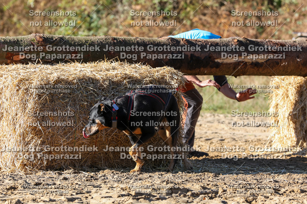 Dog Paparazzi - Strongdog 10-25-2304 | Dog Paparazzi Jeanette Grottendiek Fotografie & Videografie - Realisiert mit Pictrs.com