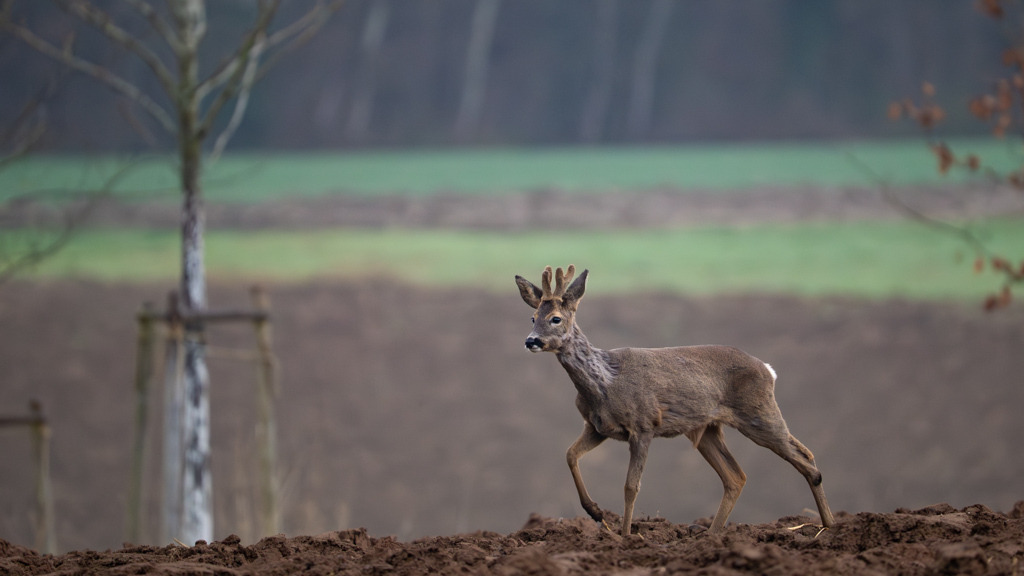 Feldspaziergang eines Rehbocks | Hinter einem Hochsitz versteckt, konnte ich diesen Rehbock langsam näherkommen lassen. Bevor er aus meinem Blickfeld verschwand, erwischte ich ihn beim Frühstück auf dem frisch gepflügten Feld. - Realisiert mit Pictrs.com