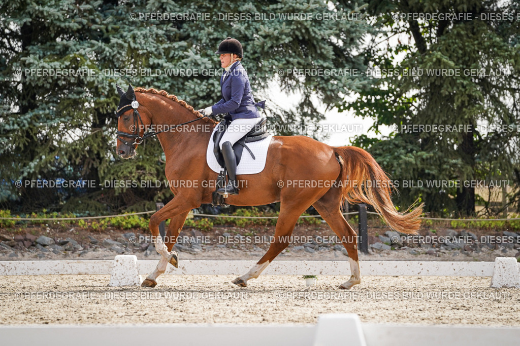 DSC07217 | Pferdegrafie