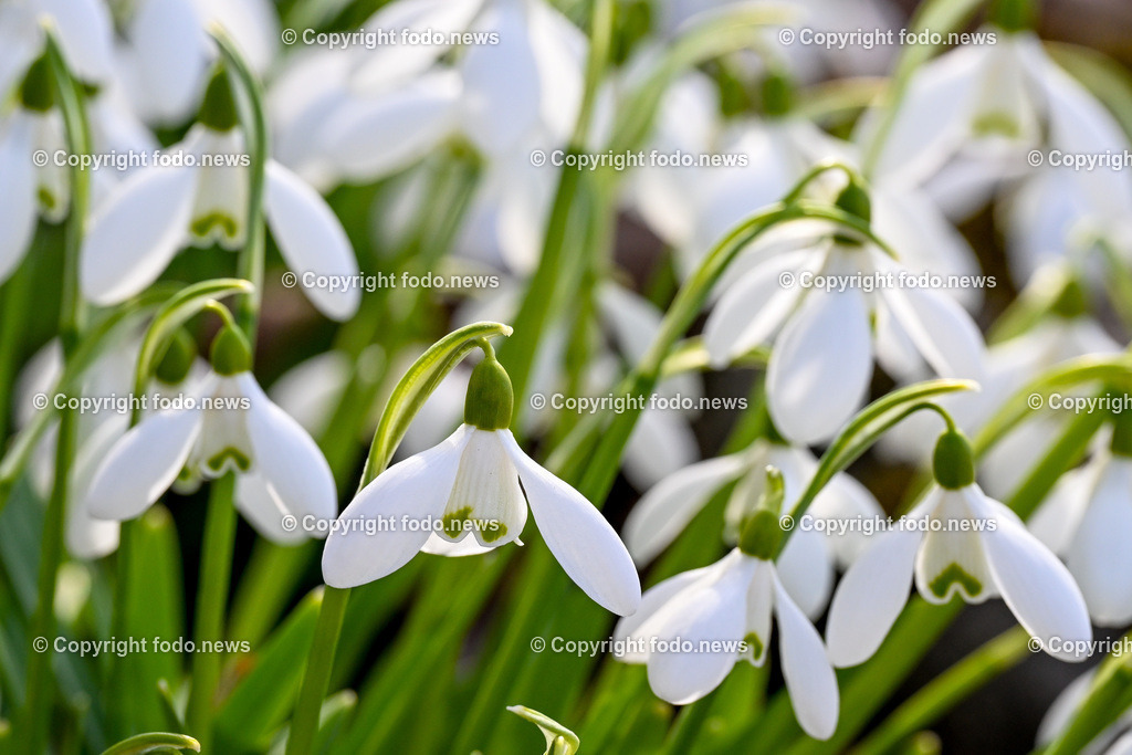 Fruehling_ Blumen_ Fruelingsboten_ 05.03.2025-7 | 05.03.2025, Linz, AUT, Fruehling, Blumen, Fruehlingsboten, im Bild Frühling, Blumen, Frühlingsboten, Fruehling, Fruelingsboten, Schneeglöckerl, Schneegloeckerl, Schneeglöckchen, Schneegloeckchen,  Blütenpflanze, Vorfrühling