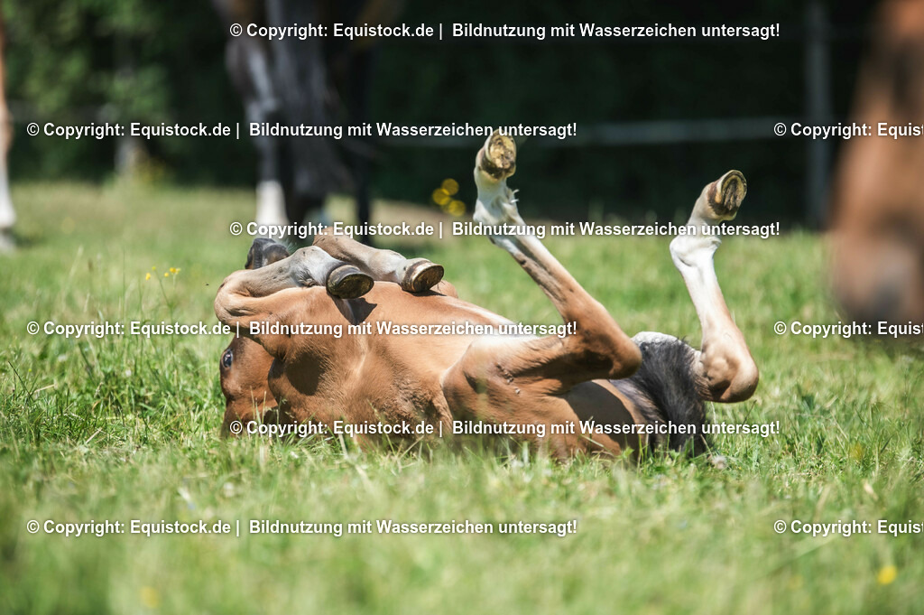 20210617_Fohlen_0167 | Foto: Thomas Hartig