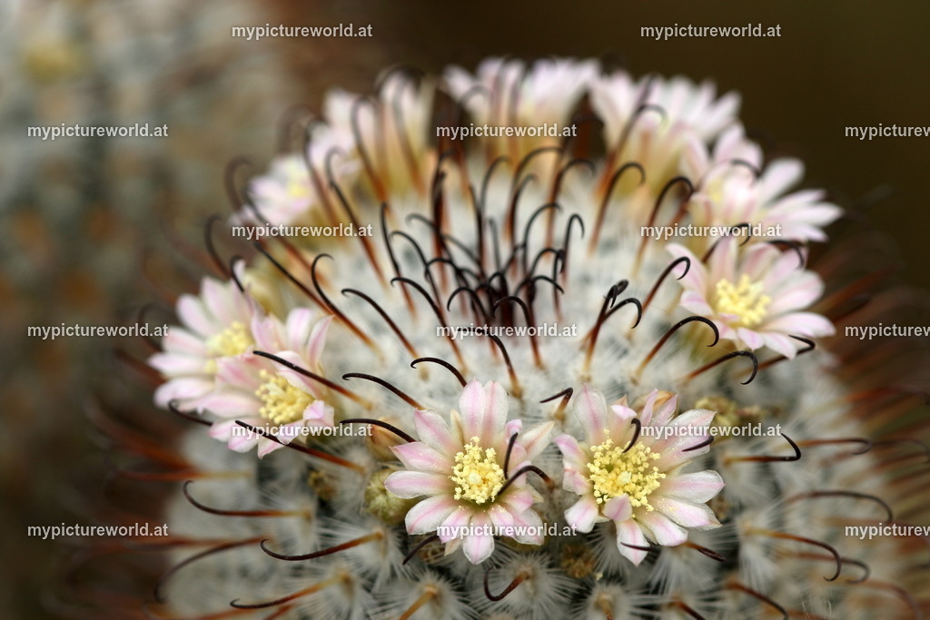 Mammillaria perezdelarosae-001 | Das Bilderarchiv über Tiere, Planzen und Landschaften. In der Bilddatenbank finden Sie ein große Auswahl an hochwertigen Bilder für Ihre Werbung - Realisiert mit Pictrs.com