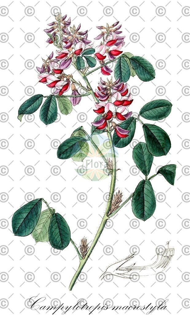 HistAbb_wfo-0000762944_1_ENZY_Simple | Historische Abbildung von Campylotropis macrostyla - Fabaceae | Historical Illustration of Campylotropis macrostyla - Fabaceae