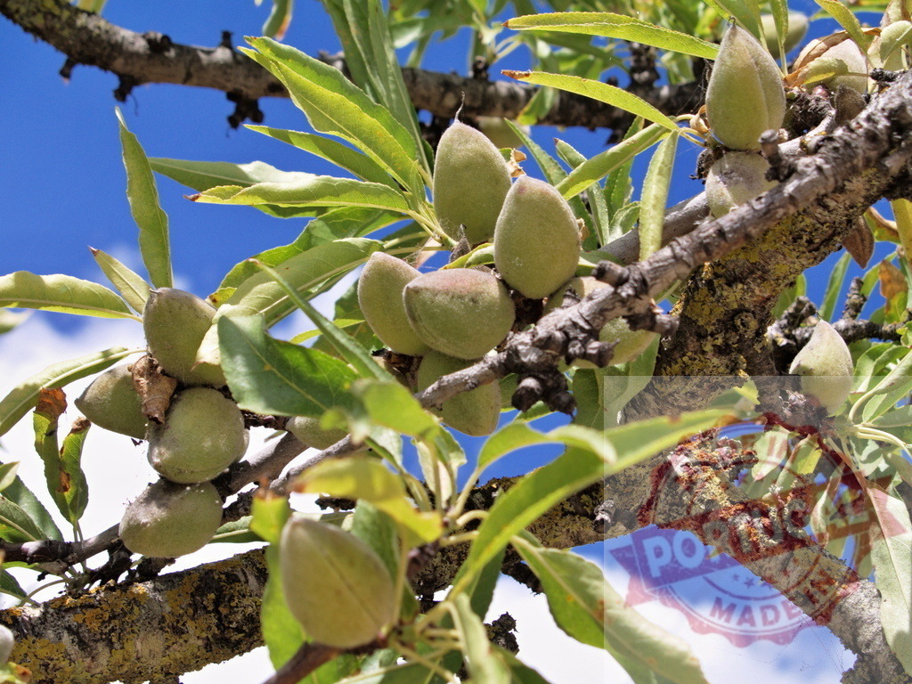 Almond tree branches growing green almonds against blue sky | Almond tree branches laden with green almonds developing, symbolizing growth and nature - Realized with Pictrs.com