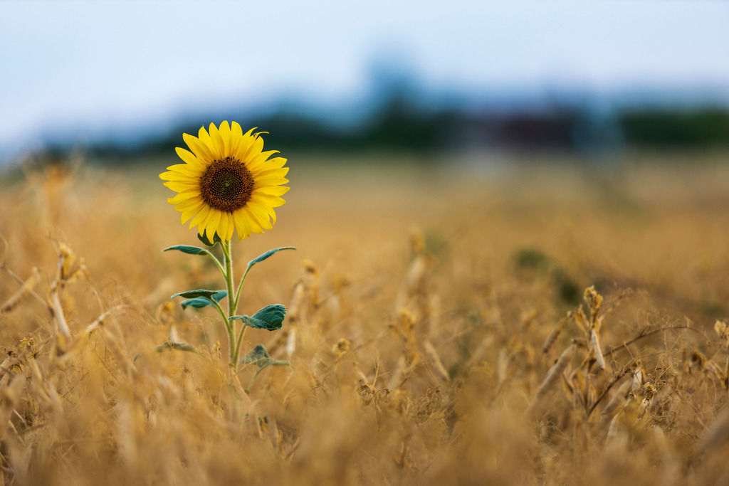 Sonnenblume im Rapsfeld | Wir machen aus Ihren Bildern Erinnerungen für die Ewigkeit | Hochwertige Fotografien für Ihr zu Hause. - Realisiert mit Pictrs.com