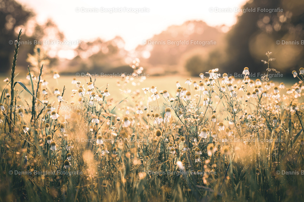 Blumenwiese 2 | Entdecken Sie Natur, Makro und Tierfotografie von Dennis Bergfeld.Besondere Momente und Details der Natur, hochwertig als Foto und Wandbild erhältlich. - Realisiert mit Pictrs.com