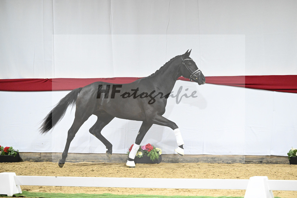 Kat-Nr. 13 v. Zackerey_Blue Hors_63220324 | hf-fotografie - Realizzato con Pictrs.com
