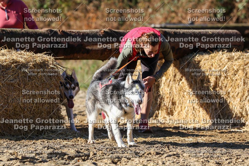 Dog Paparazzi - Strongdog 10-25-2616 | Dog Paparazzi Jeanette Grottendiek Fotografie & Videografie - Realisiert mit Pictrs.com