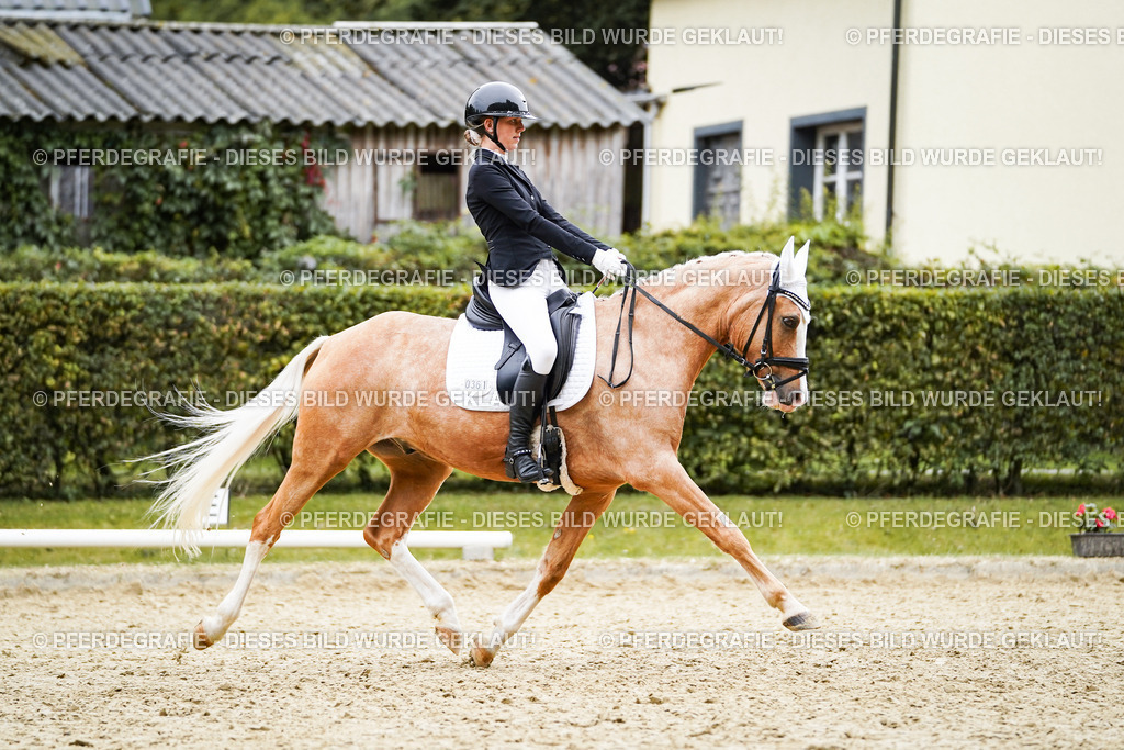 DSC01178 | Pferdegrafie