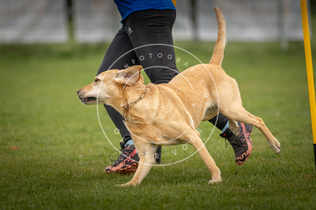 Pfotenfotografie_DV3A0082 | Hundefotografie, Tierfotograf, Pfotenfotografie, Fotoshooting Hund, Hunde Portrait, Hundesport, Hundeportraits, Heideshooting, Hunde, Sportfotograf, Hundefotograf, Turnierhundsport, THS,  - Realisiert mit Pictrs.com