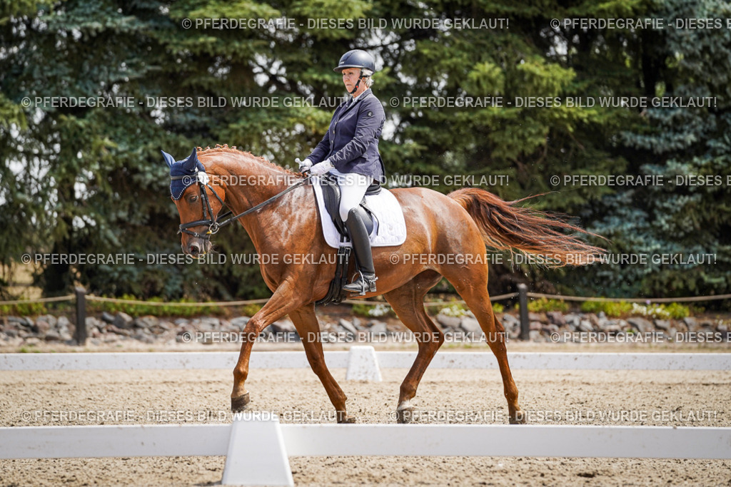 DSC00484 | Pferdegrafie