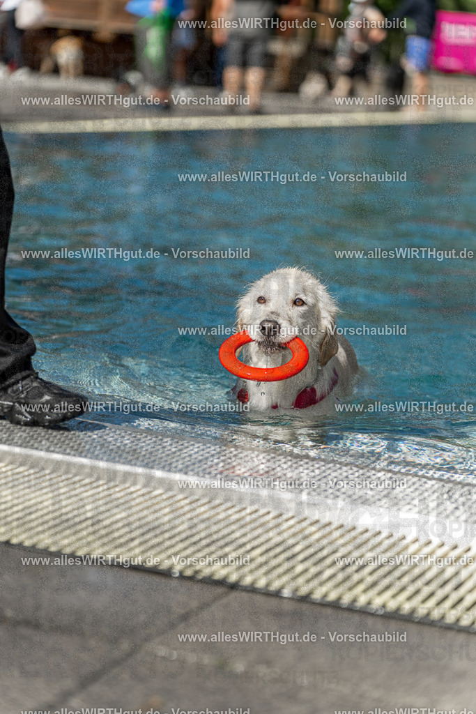 Hundeschwimmen_Volksbad_2026-allesWIRTHgut_Tierfotografie-2609061216-112650-7R500024 | Professionelle Tierfotografie in Mönchengladbach von Daniel Wirth (allesWIRTHgut). Liebevolle & natürliche Bilder von Hunden & Katzen für unvergessliche Erinnerungen.