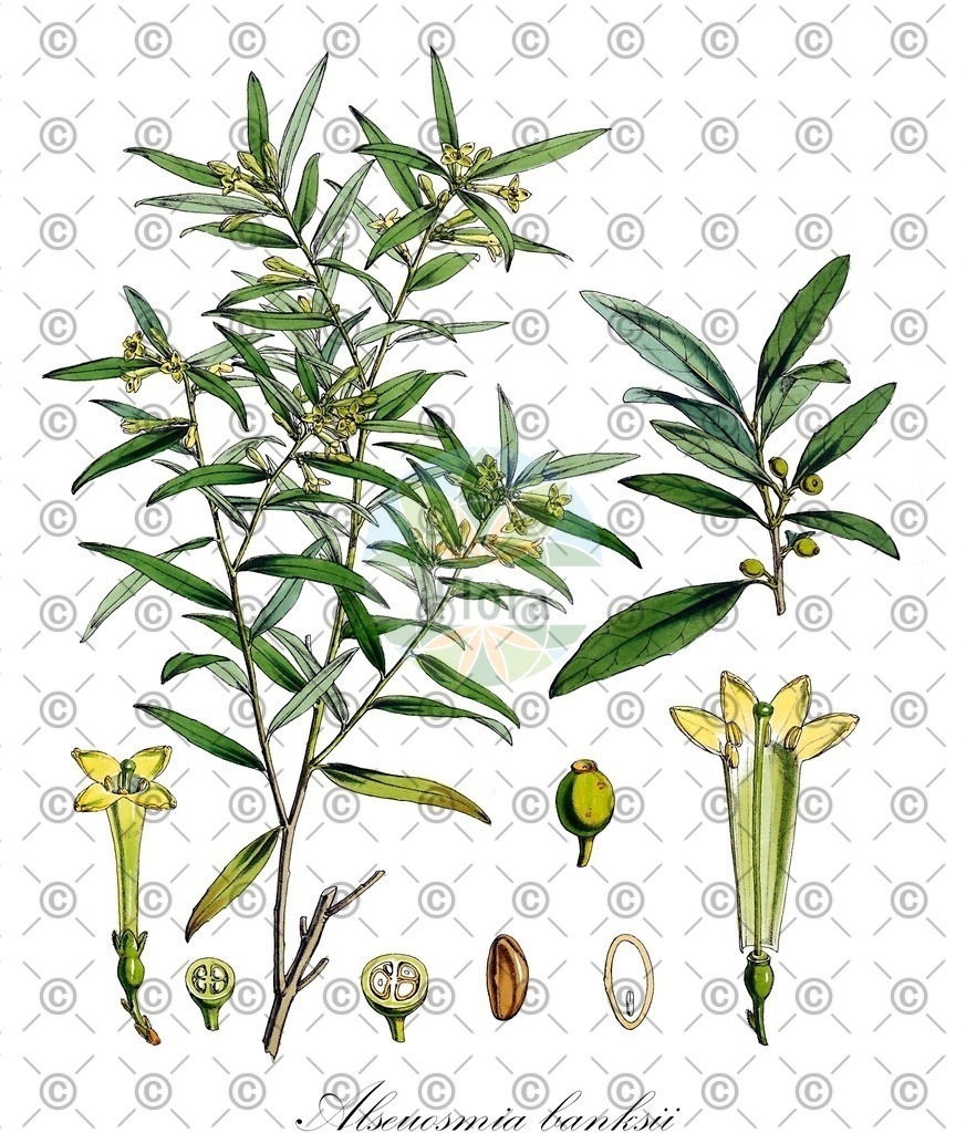 HistAbb_wfo-0000527502_1_ENZY_Simple | Historische Abbildung von Alseuosmia banksii - Alseuosmiaceae | Historical Illustration of Alseuosmia banksii - Alseuosmiaceae