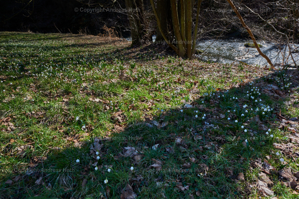 Bei den Märzenbecherwiesen im Polenztal 03 | Bedeutsame Landschaften Deutschlands - Realisiert mit Pictrs.com