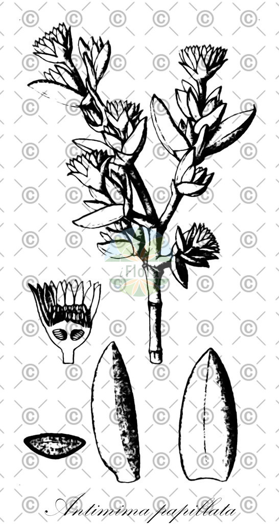 HistAbb_wfo-0000848244_1_ENZY_Simple | Historische Abbildung von Antimima papillata - Aizoaceae | Historical Illustration of Antimima papillata - Aizoaceae