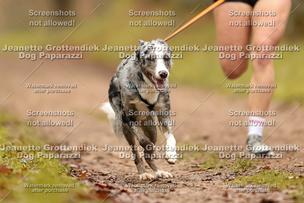Dog Paparazzi - Speedhunter Mannheim  2025-190 | Dog Paparazzi Jeanette Grottendiek Fotografie & Videografie