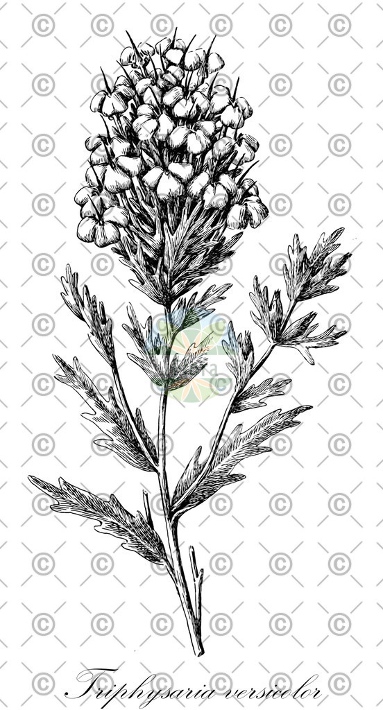 HistAbb_wfo-0000454306_1_ENZY_Simple | Historische Abbildung von Triphysaria versicolor - Orobanchaceae | Historical Illustration of Triphysaria versicolor - Orobanchaceae (smooth owl's-clover)