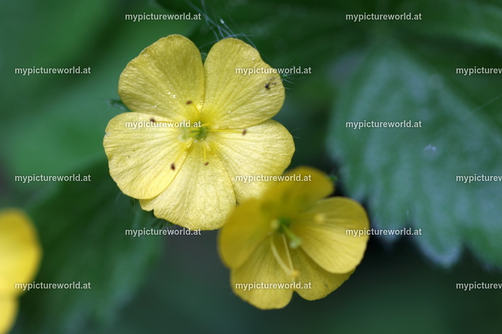 Aremonie-003 | Das Bilderarchiv über Tiere, Planzen und Landschaften. In der Bilddatenbank finden Sie ein große Auswahl an hochwertigen Bilder für Ihre Werbung - Realisiert mit Pictrs.com