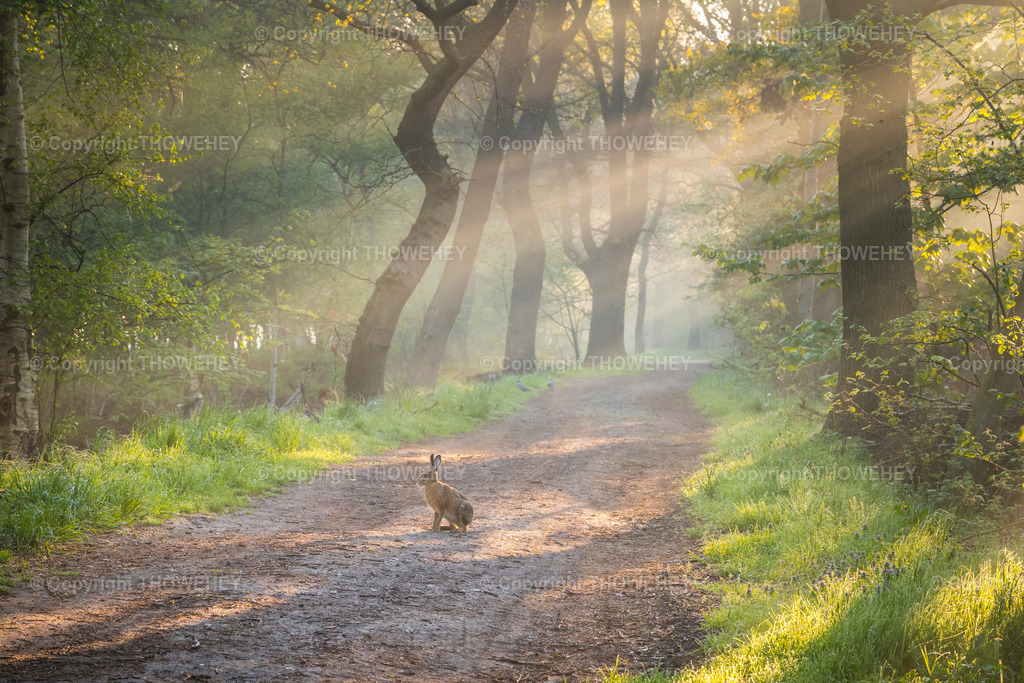 _1130498 | thowehey - Realisiert mit Pictrs.com