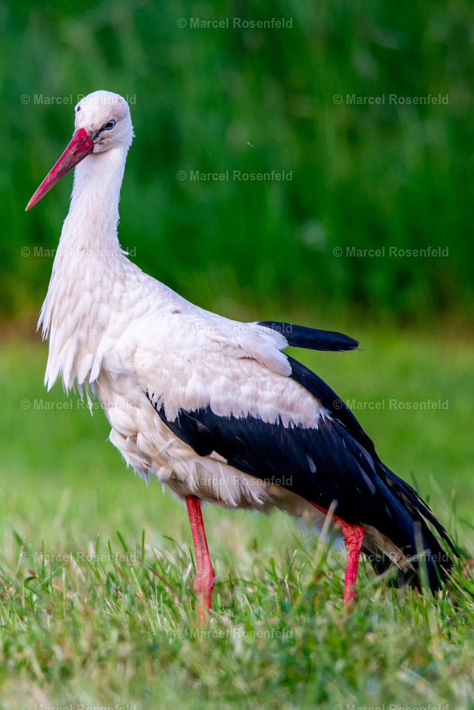 _DSC2096 (2) | foto-rosenfeld