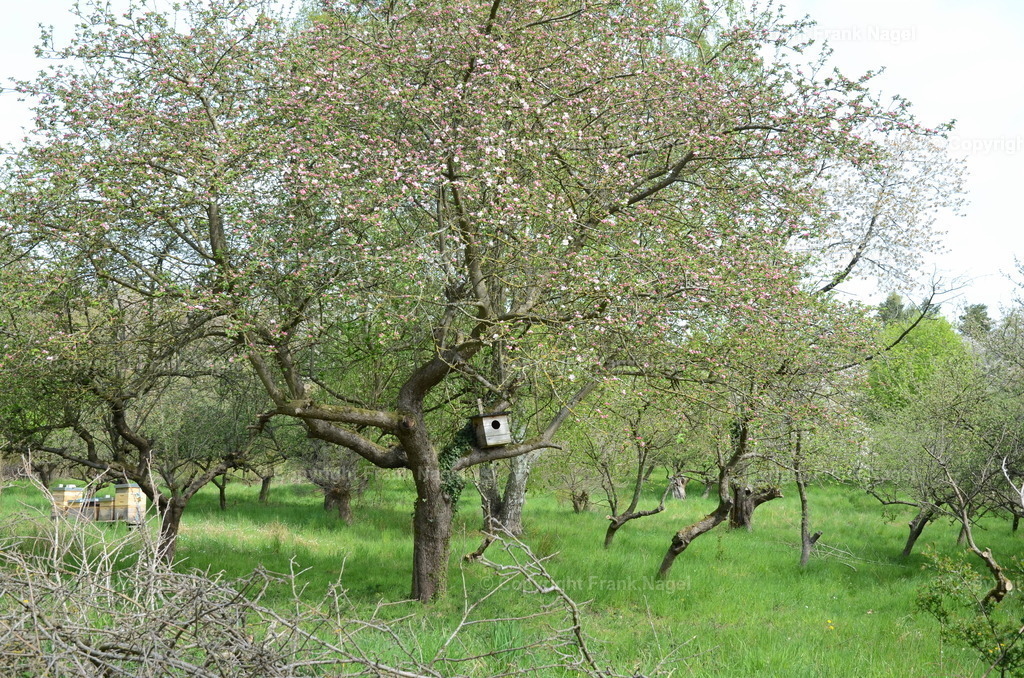 Alte Streuobstwiese | Die alte rekultivierte Streuobstwiese befindet sich auf der Insel Rügen in unmittelbarer Nähe zur Insel Puhlitz. Der gesamte Bereich steht unter Naturschutz. - Realisiert mit Pictrs.com