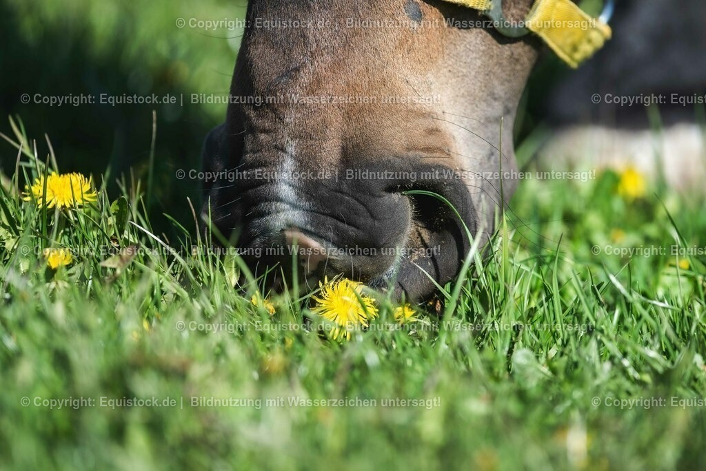 20210426_Pferd-auf-Koppel_0074 | equistock