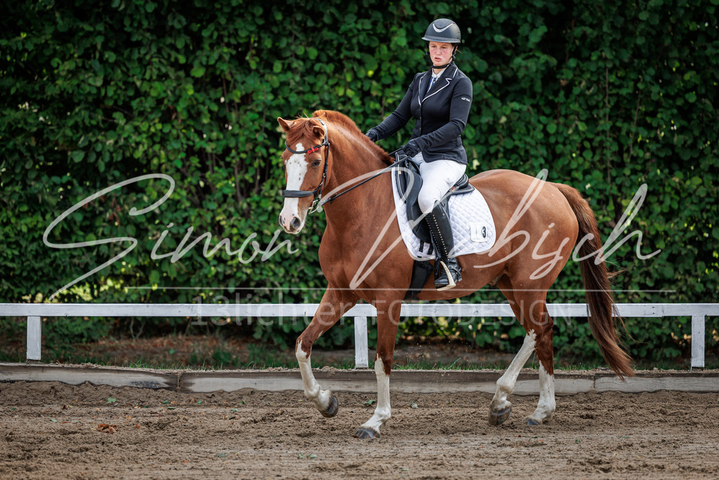 20260905-_3LI7070 | Tierfotografie Pferde, Hunde, Katzen, Haustiere.
Turnierfotografie Reitturniere, Reiten, Springreiten, Dressur in Hanau, dem Main-Kinzig-Kreis und dem Rhein-Main- Gebiet um Frankfurt