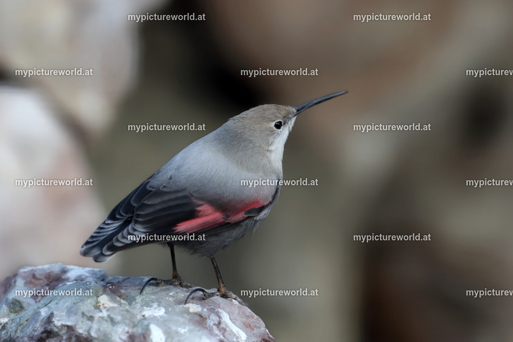 Mauerläufer-009 | Das Bilderarchiv über Tiere, Planzen und Landschaften. In der Bilddatenbank finden Sie ein große Auswahl an hochwertigen Bilder für Ihre Werbung - Realisiert mit Pictrs.com