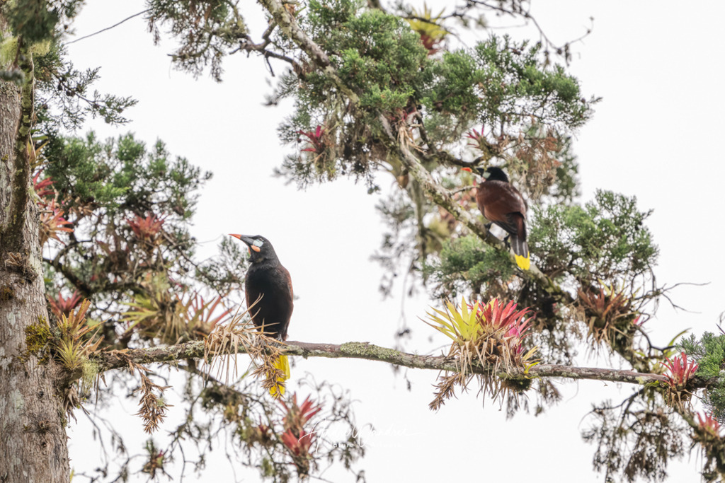 Hoch oben verborgen | Andre Wandrei - Nature Artworx - Realisiert mit Pictrs.com