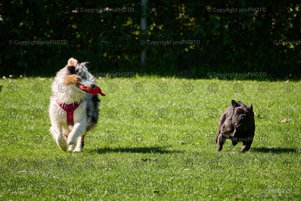 175_202509_4Hundebadetag_NZ9_2695 | proPHOTO - Realisiert mit Pictrs.com