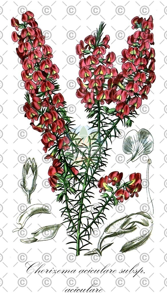 HistAbb_wfo-0000042366_1_ENZY_Simple | Historische Abbildung von Chorizema aciculare subsp. aciculare - Fabaceae | Historical Illustration of Chorizema aciculare subsp. aciculare - Fabaceae