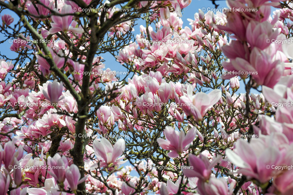 Fruehling_ Baeume_ Magnolien_ 16.03.2024-5 | 16.03.2024, Linz, AUT, Fruehling, Baeume, im Bild Magnolien, Blüten, Blueten, Baum, Bäume, Baeume,  Ziergehoelz, rosa, weiss