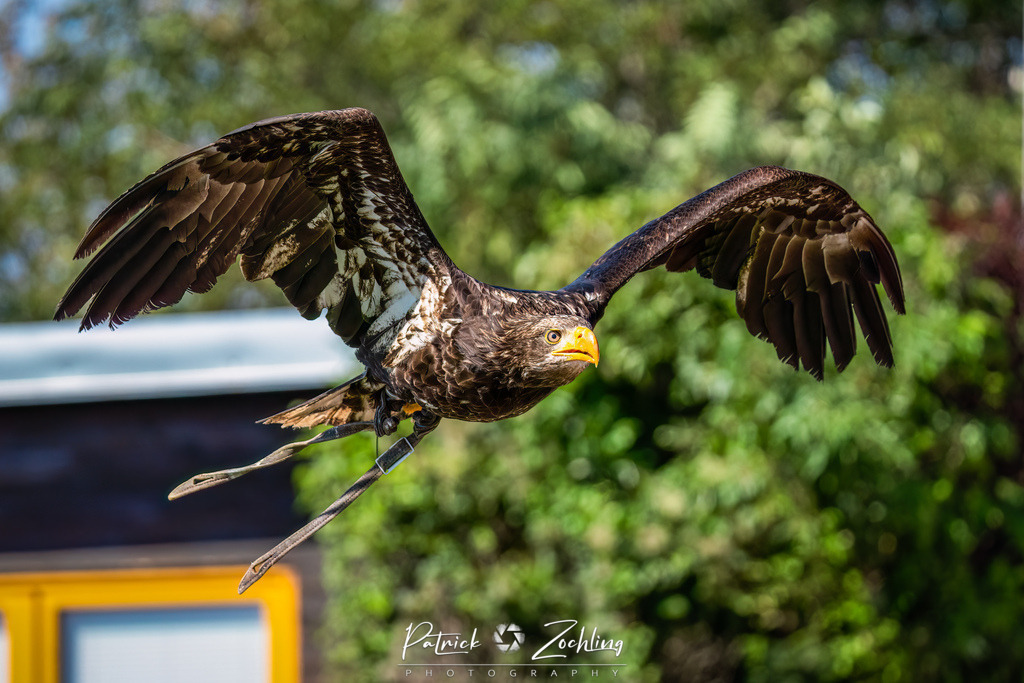 Kreuzenstein-Zöchling (35 von 46) | Mein Name ist Patrick Zöchling. Auf dieser Website siehst Du meine Projekte als Fotograf und kannst Dir Deine Fotos in Galerien ansehen und herunterladen. Über einen Webshop kannst Du Bilder ausarbeiten, auf T-Shirt drucken usw. - Realisiert mit Pictrs.com