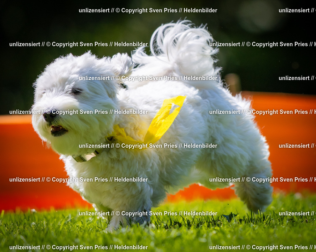 Sven Pries | 2025-08-10 - Hunderennen Durlach - Realisiert mit Pictrs.com