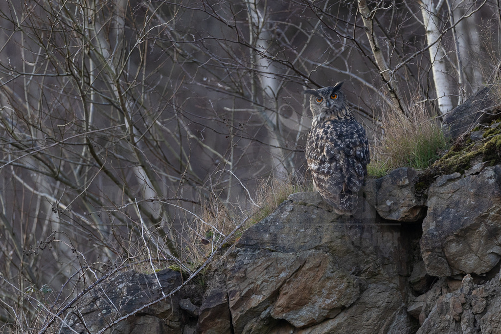 R6NF1914_20250305 | Der Uhu ist ein Standvogel, der bevorzugt in reich strukturierten Landschaften jagt. In Mitteleuropa brütet die Art vor allem in den Alpen sowie den Mittelgebirgen, daneben haben Uhus hier in den letzten Jahrzehnten aber auch das Flachland wieder besiedelt. Die Brutplätze finden sich vor allem in Felswänden und Steilhängen und in alten Greifvogelhorsten, seltener an Gebäuden oder auf dem Boden. - Realisiert mit Pictrs.com