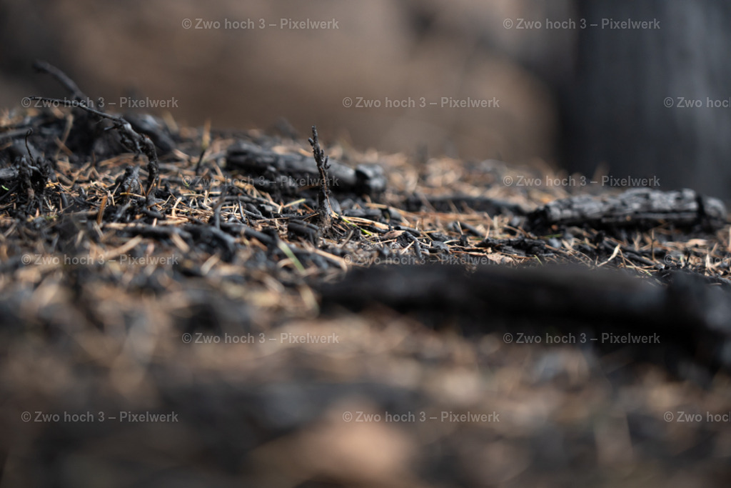 Rosssteig_Nahe_Kleiner_Kuhstall_Waldbrand_Nadellaub | 2022-08-30_Waldbrandgebiete_1 - Realisiert mit Pictrs.com