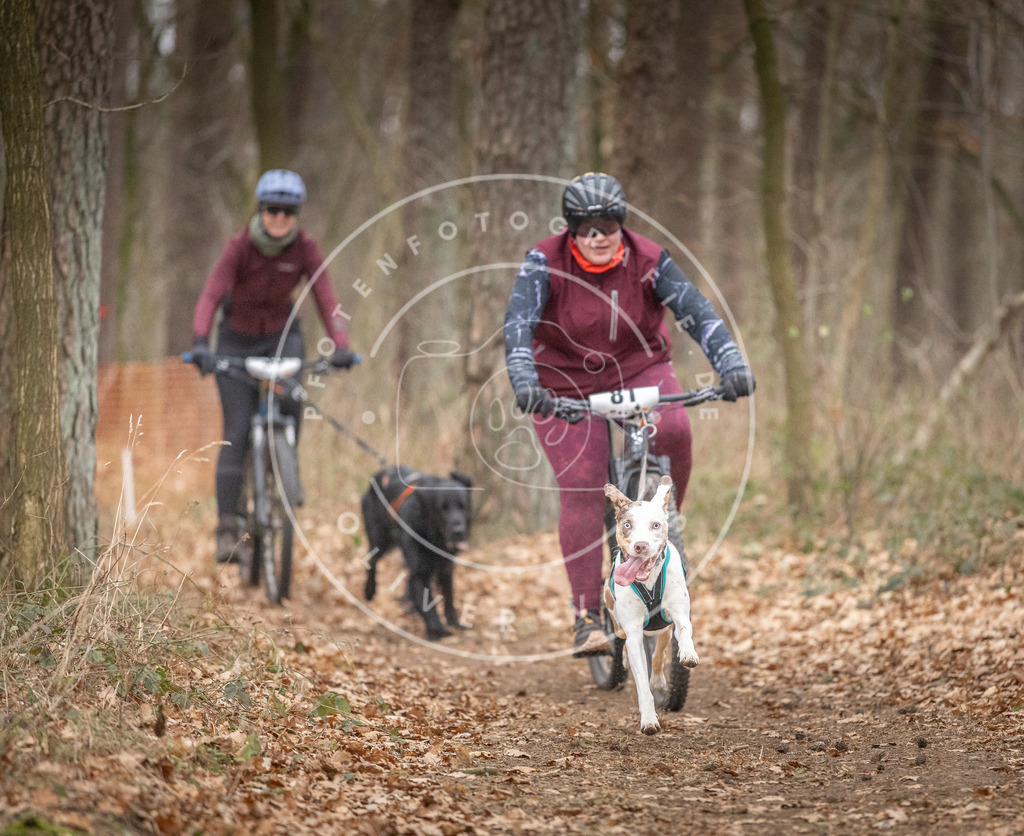 Pfotenfotografie_DV3A5871 | Hundefotografie, Tierfotograf, Pfotenfotografie, Fotoshooting Hund, Hunde Portrait, Hundesport, Hundeportraits, Heideshooting, Hunde, Sportfotograf, Hundefotograf, Turnierhundsport, THS,  - Realisiert mit Pictrs.com
