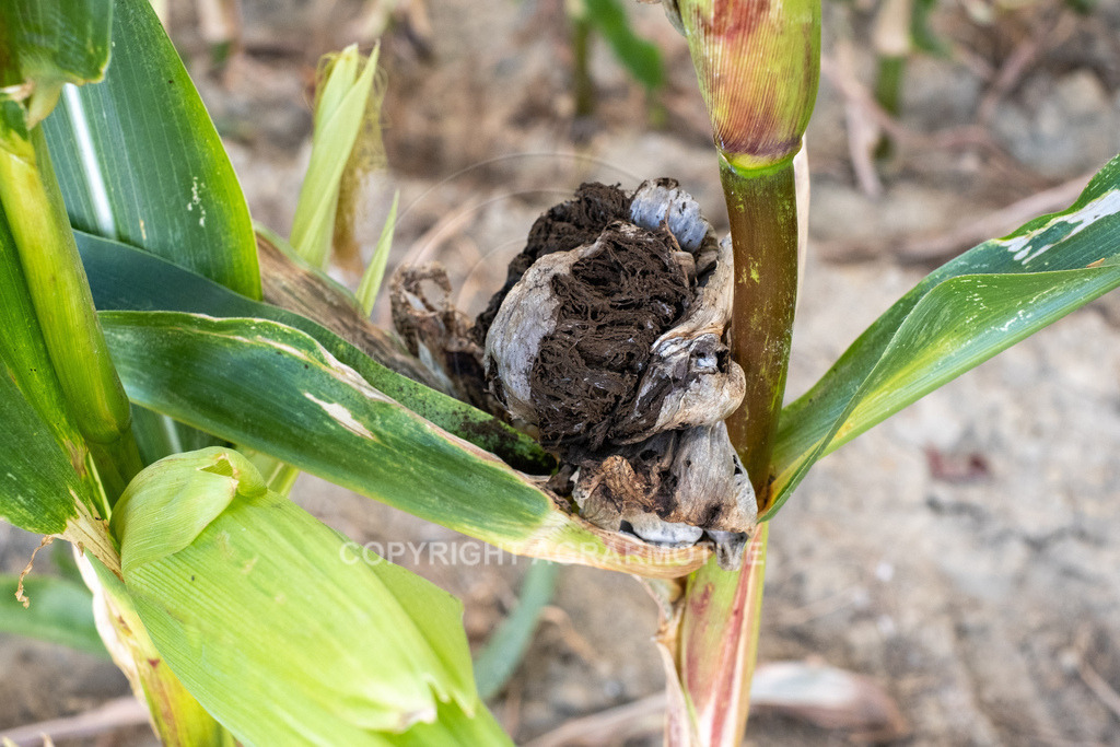 20220829-DSCF2922 | Pizerkrankung im Mais - Realisiert mit Pictrs.com