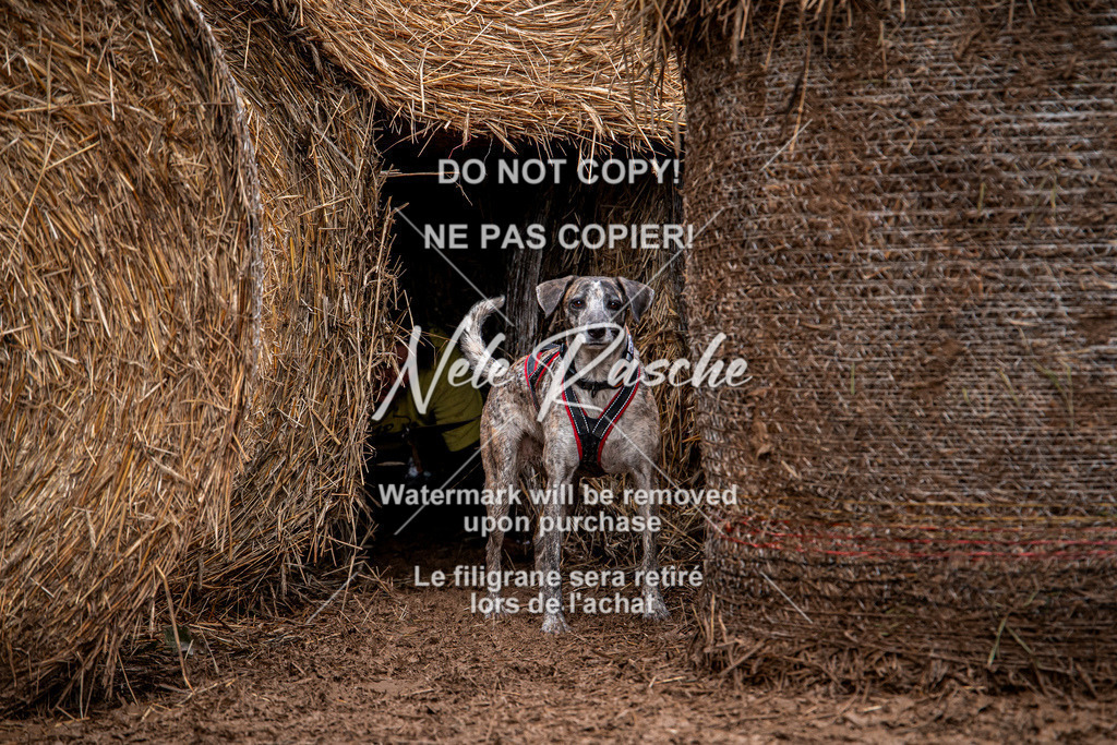 nelerasche_Hunsrück_So09-11_279 | nelerasche